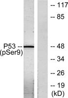 p53 (phospho Ser9) Polyclonal Antibody