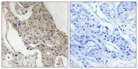 Gab 2 (phospho Ser623) Polyclonal Antibody