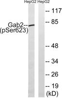 Gab 2 (phospho Ser623) Polyclonal Antibody