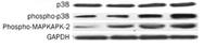 p38 (phospho Tyr182) Polyclonal Antibody