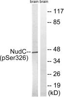 NUDC (phospho Ser326) Polyclonal Antibody