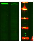 PKD2 (phospho Ser812) Polyclonal Antibody