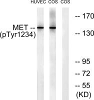 Met (phospho Tyr1234) Polyclonal Antibody
