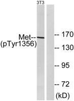 Met (phospho Tyr1356) Polyclonal Antibody