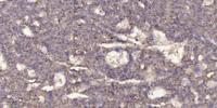 Met (phospho Tyr1356) Polyclonal Antibody