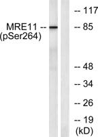 MRE11 (phospho Ser264) Polyclonal Antibody