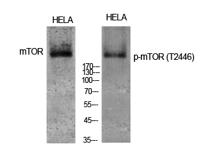 mTOR (phospho Thr2446) Polyclonal Antibody