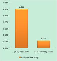 MyoD (phospho Ser200) Polyclonal Antibody