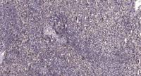 MyoD (phospho Ser200) Polyclonal Antibody