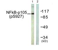 NFκB-p105 (phospho Ser927) Polyclonal Antibody