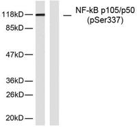NFκB-p105/p50 (phospho Ser337) Polyclonal Antibody