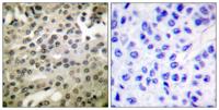 NFκB-p105/p50 (phospho Ser337) Polyclonal Antibody