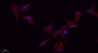 eNOS (phospho Ser1177) Polyclonal Antibody