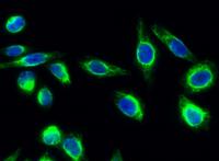 eNOS (phospho Ser1177) Polyclonal Antibody