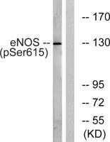 eNOS (phospho Ser615) Polyclonal Antibody