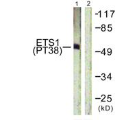 Ets-1 (phospho Thr38) Polyclonal Antibody