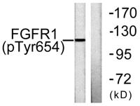 FGF Receptor 1 (phospho Tyr654) Polyclonal Antibody