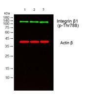 Integrin β1 (phospho Thr788) Polyclonal Antibody