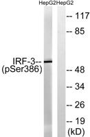 IRF-3 (phospho Ser386) Polyclonal Antibody