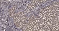 IRF-3 (phospho Ser396) Polyclonal Antibody