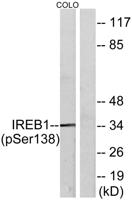 IRP-1 (phospho Ser138) Polyclonal Antibody