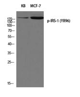 IRS-1 (phospho Tyr896) Polyclonal Antibody