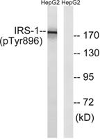 IRS-1 (phospho Tyr896) Polyclonal Antibody