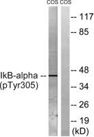 IκB-α (phospho Tyr305) Polyclonal Antibody