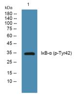 IκB-α (phospho Tyr42) Polyclonal Antibody