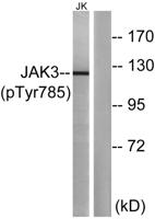 JAK3 (phospho Tyr785) Polyclonal Antibody