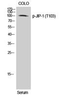 JIP-1 (phospho Thr103) Polyclonal Antibody