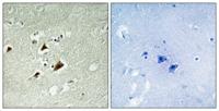 JIP-1 (phospho Thr103) Polyclonal Antibody