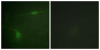 JIP-1 (phospho Thr103) Polyclonal Antibody