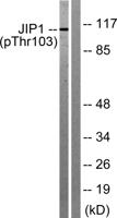 JIP-1 (phospho Thr103) Polyclonal Antibody