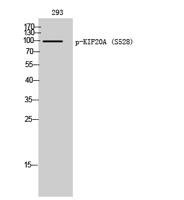 KIF20A (phospho Ser528) Polyclonal Antibody