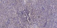 KIF20A (phospho Ser528) Polyclonal Antibody