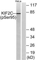 KIF2C (phospho Ser95) Polyclonal Antibody