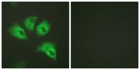 KIR5.1 (phospho Ser416) Polyclonal Antibody