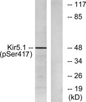 KIR5.1 (phospho Ser416) Polyclonal Antibody
