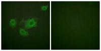 KIR6.2 (phospho Thr224) Polyclonal Antibody
