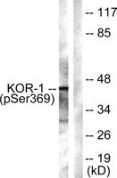 KOR-1 (phospho Ser369) Polyclonal Antibody