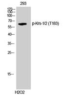 Krs-1/2 (phospho Thr183) Polyclonal Antibody