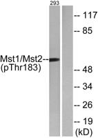 Krs-1/2 (phospho Thr183) Polyclonal Antibody