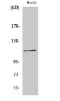 Ksr-1 (phospho Ser392) Polyclonal Antibody