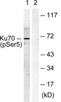 Ku-70 (phospho Ser5) Polyclonal Antibody