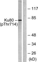 Ku-80 (phospho Thr714) Polyclonal Antibody
