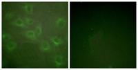 Kv1.3 (phospho Tyr187) Polyclonal Antibody