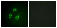 Kv2.1 (phospho Ser567) Polyclonal Antibody