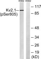 KV2.1 (phospho Ser805) Polyclonal Antibody