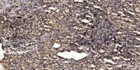 KV2.1 (phospho Ser805) Polyclonal Antibody
